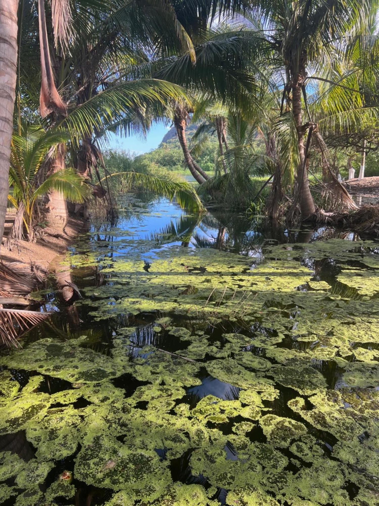 Готель Casa Botanica Ло-де-Маркос Екстер'єр фото
